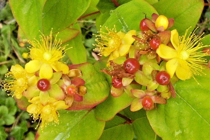 Hypericum Shrub Seeds 1000 Count, Anderosaemum, Hardy Zone 6-10, Bulk Flowering Seeds for Garden Planting
