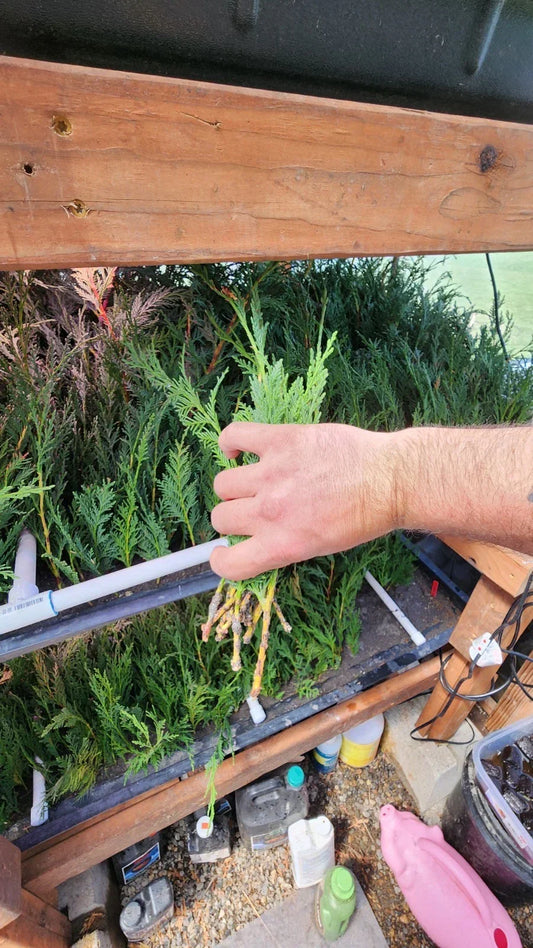 Leyland Cypress Bare Root Starter Trees - Fast-Growing Evergreen for Privacy Screens & Windbreaks - Cupressocyparis leylandii