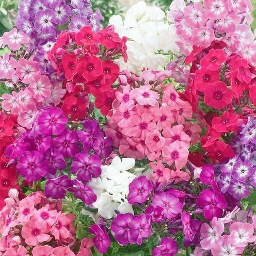Phlox Dwarf Seeds Mix - 200 Non-GMO Heirloom Seeds for Rock Gardens, Borders, Containers - Phlox subulata, Spring Blooms, Perennial