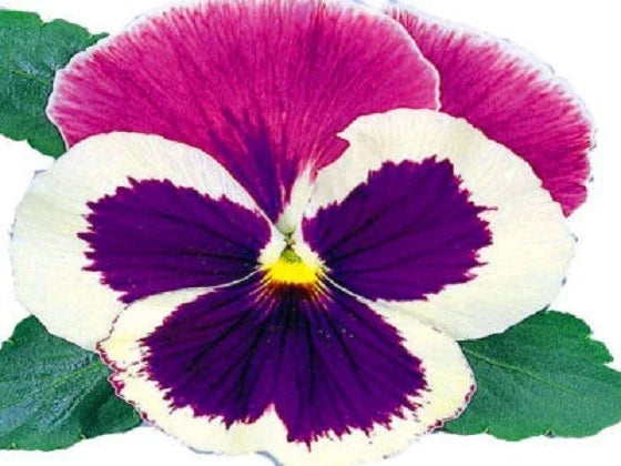 Pansy Seeds Large Blue Cap Viola x wittrockiana 50 Seeds for Vibrant Flower Beds, Borders & Containers