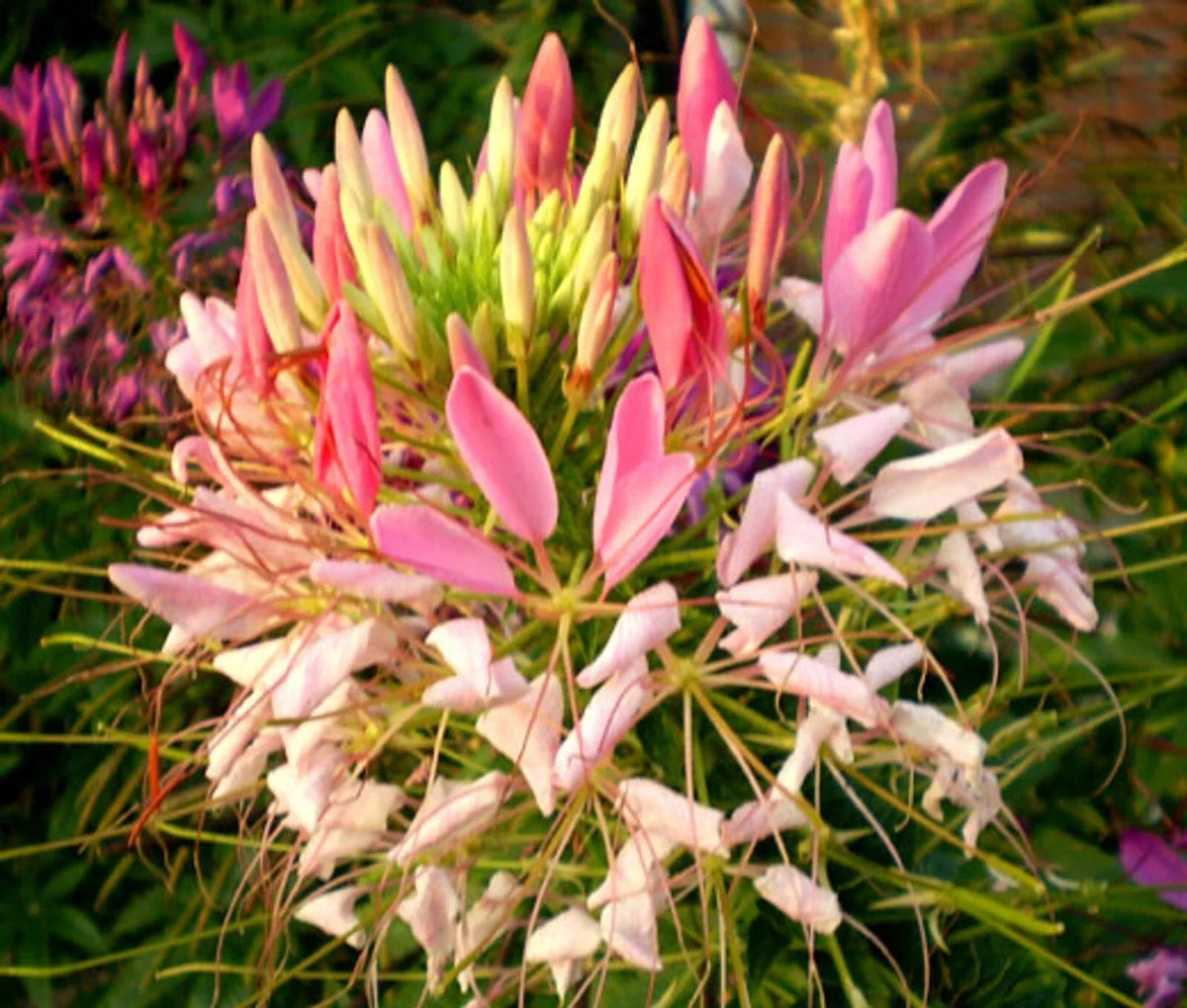 Pink Queen Spider Plant Seeds - 100 Pack - Clome Spinosa - Perennial Flowering Bee Attractor - US Seller