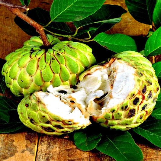 Organic Sugar Apple Seeds - Annona squamosa Tropical Fruit Tree for Home Garden & Patio