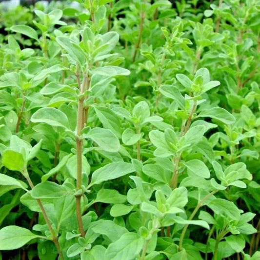 Organic Sweet Marjoram Seeds - 1001+ Non-GMO Herb Seeds for Indoor & Outdoor Gardens - Origanum majorana