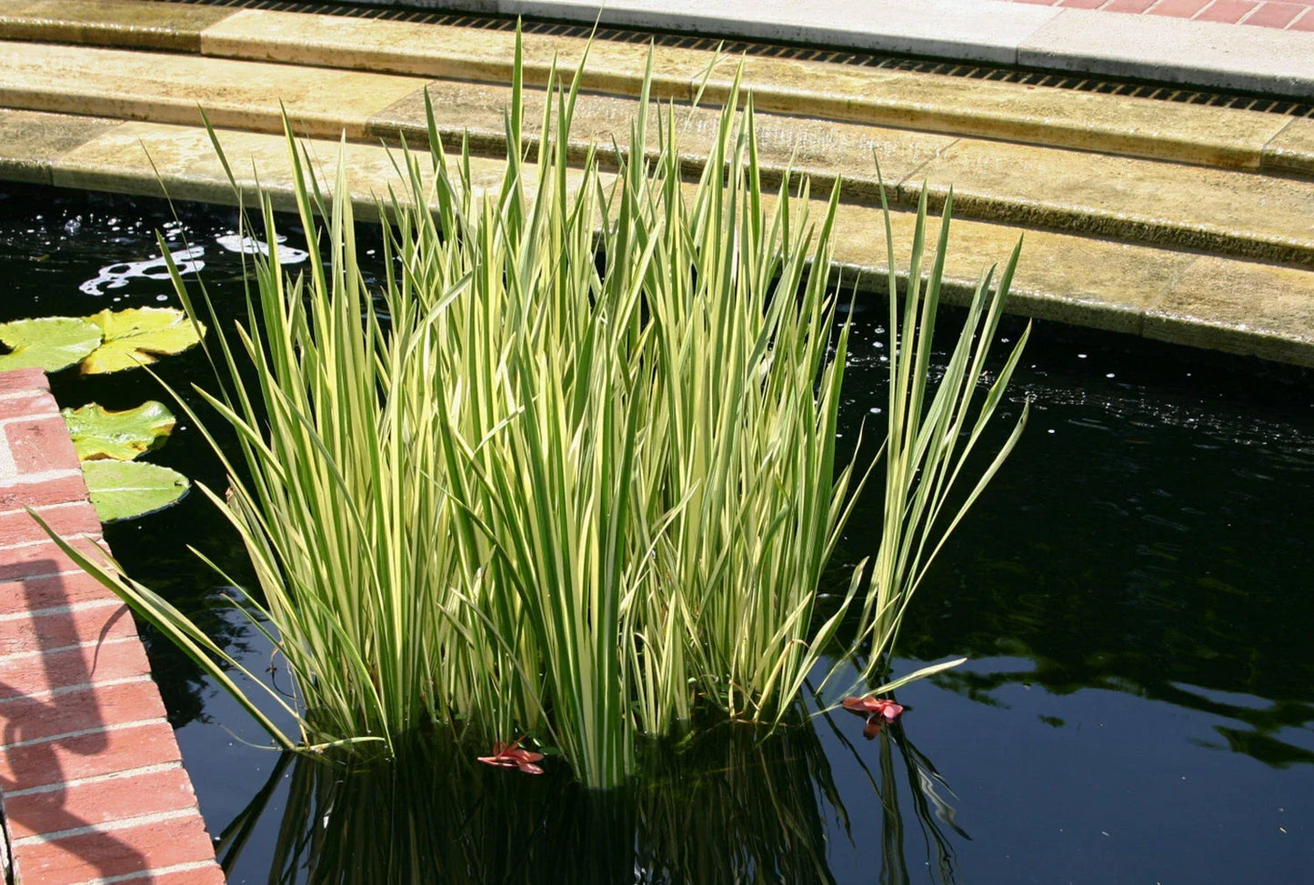 Cold Hardy Variegated Sweet Flag Plant – Aquatic Marginal Plant for Ponds – Acorus calamus 'Variegatus' – Live Plant in Pot