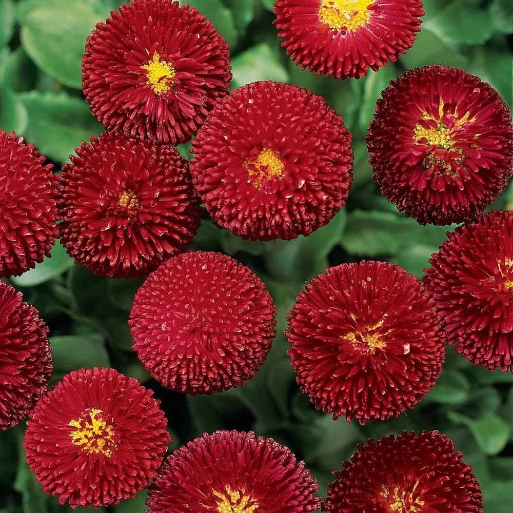 Dark Red English Daisy Seeds - 200+ Pack for Garden Planting - Bellis perennis, Vibrant Red Blooms, Easy to Grow, USA Grown