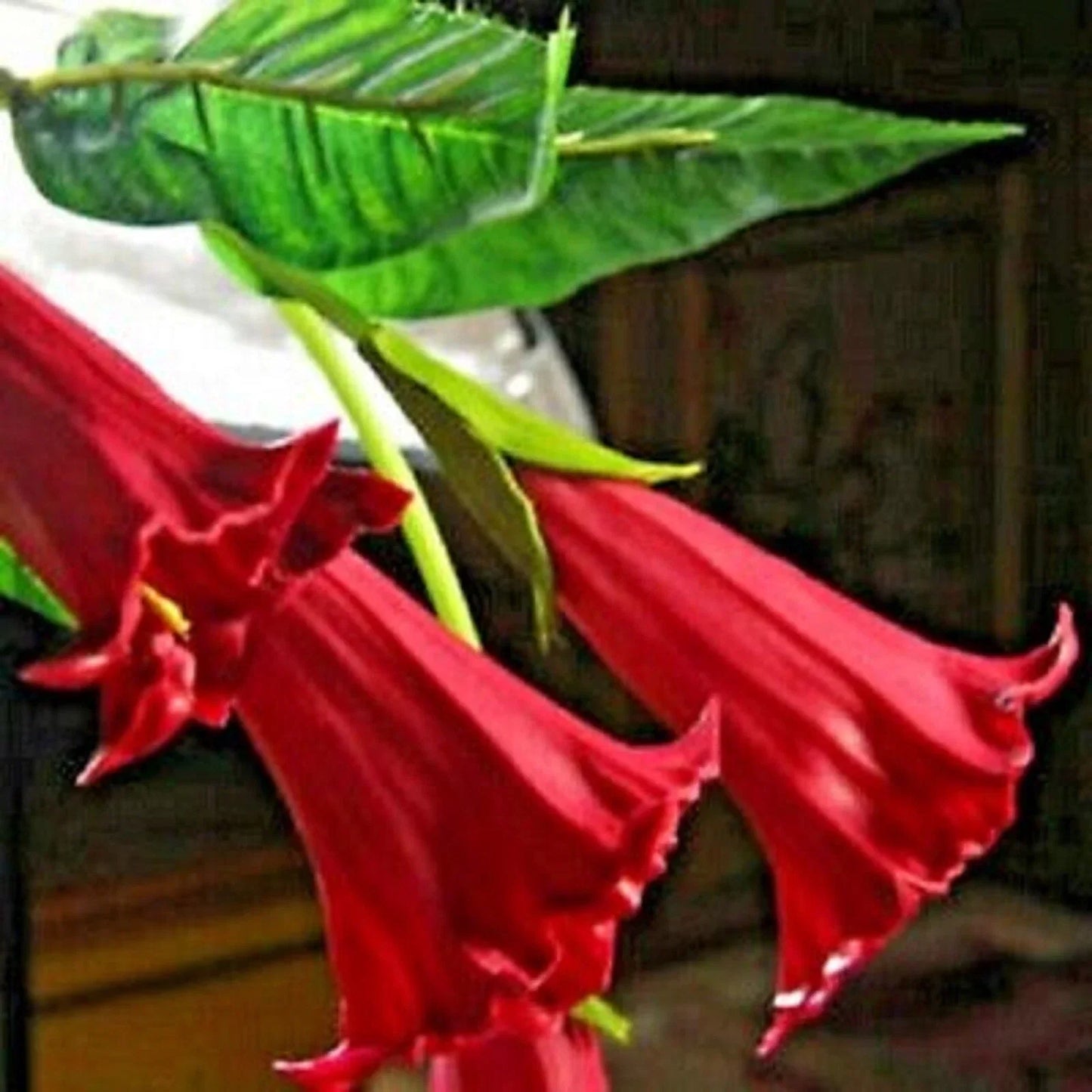 Candy Red Angel Trumpet Seeds - Brugmansia spp. Vivid Red Flowers for Garden, Container, Pollinator Attracting, 10 Pack