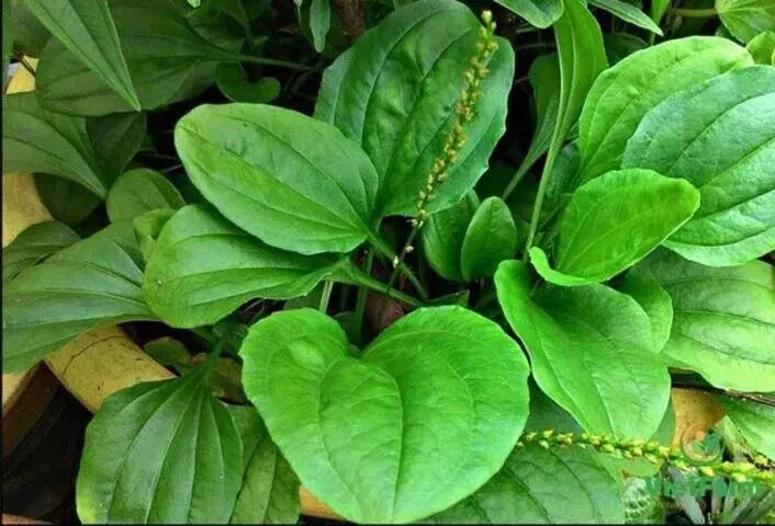 Plantain Seeds 1000+ Count | Broadleaf Plantago major | Hardy Perennial for Gardens & Landscaping