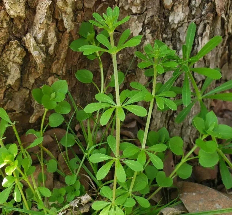 Cleavers Herb Seeds - 20 Heirloom Galium aparine Medicinal Annual Plant for Herbal Remedies & Teas