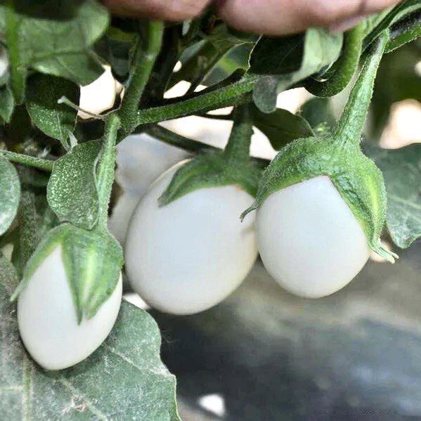 White Eggplant Seeds – Non-GMO Organic Solanum melongena Vegetable Seeds for Home Garden, Pots, and Raised Beds