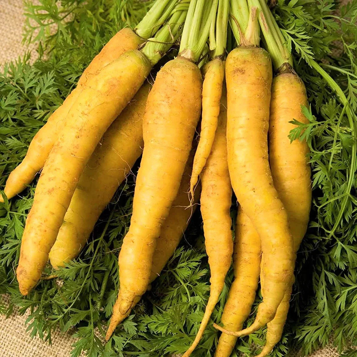 Solar Yellow Carrot Seeds - Long Sweet Danvers Heirloom Daucus carota for 2025 Planting, Non-GMO, Full Sun, Bountiful Harvest