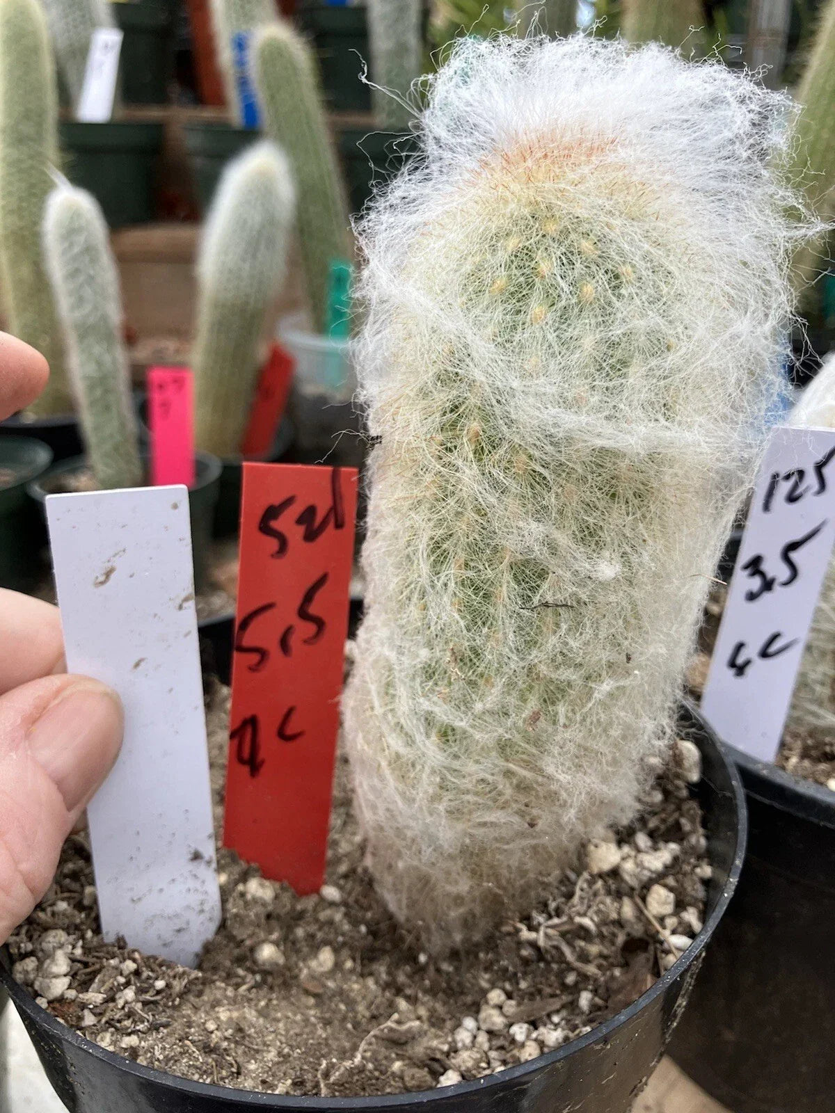 Espostoa lanata Old Man of the Mountain Cactus 5.5" Tall Unique Desert Plant for Collectors