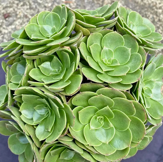 Large Aeonium Arboreum Green Rose Plant - 1 Gallon Succulent, Drought-Tolerant, Indoor & Outdoor, Low Maintenance