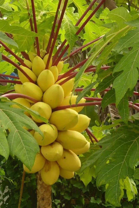 Hortus Gold Papaya Seeds - Carica papaya Tropical Fruit Seeds for Garden Planting, Non-GMO, USA Grown, 25+ Seeds