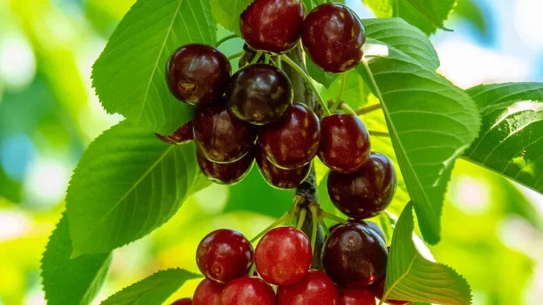 Sweetheart Cherry Seeds, 10+ Pack, Fruit-Bearing Prunus avium, Garden Planting, Non-GMO, Fast Shipping