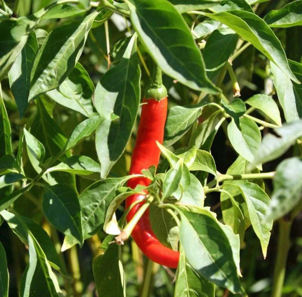 Cayenne Pepper Seeds - Long Red Thin Heirloom, Non-GMO, Capsicum annuum, 20+ Seeds for Cooking, Spices & Hot Sauces