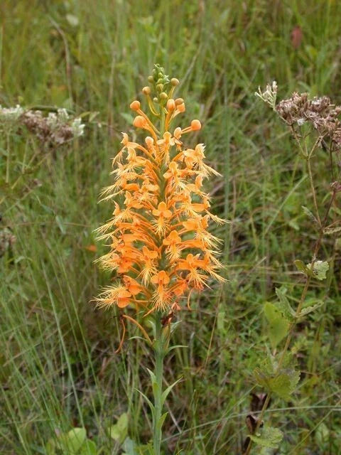 Orange Fringed Orchid Rhizomes – 5 Platanthera ciliaris Planting Tubers for Garden or Landscape