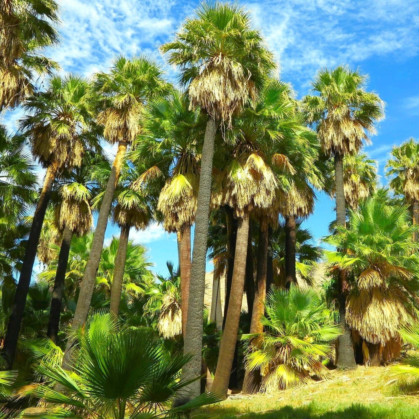 Giant California Palm Tree Seeds | Washingtonia filifera | Tropical Landscaping, Fast Germination, Indoor & Outdoor Growth