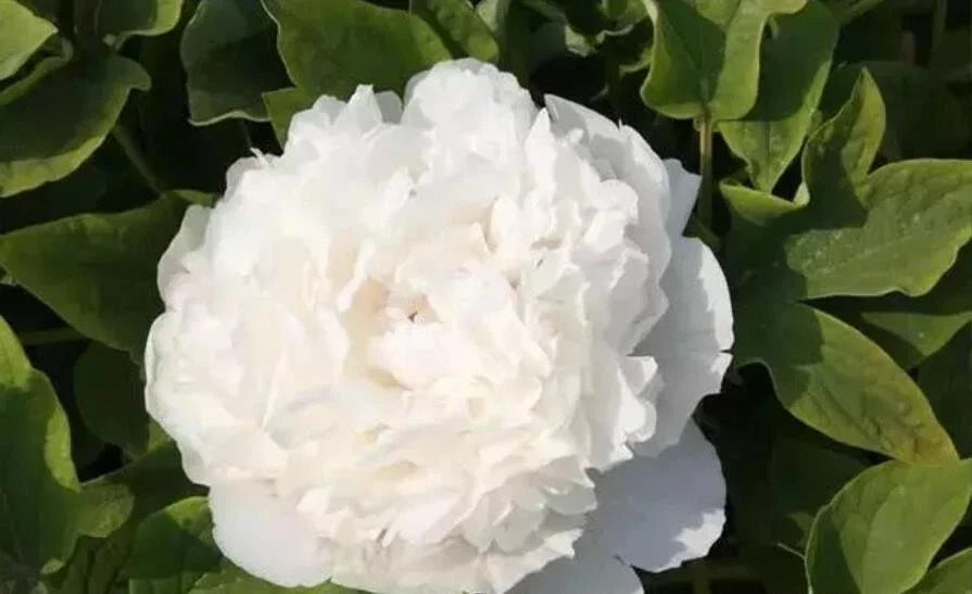 10pc Peony Seeds - Exotic Garden Flower Paeonia Lactiflora for Vibrant Blooms & Pollinator Attraction - USA Seller