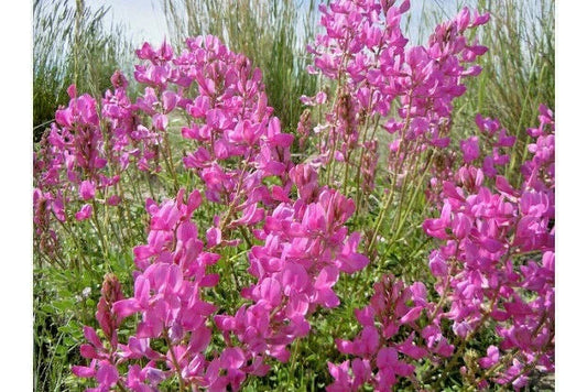 Northern Sweetvetch Seeds - 51+ Pack - Drought Tolerant Wildflower Hedysarum boreale for Native Gardens, Xeriscaping, Pollinator Support