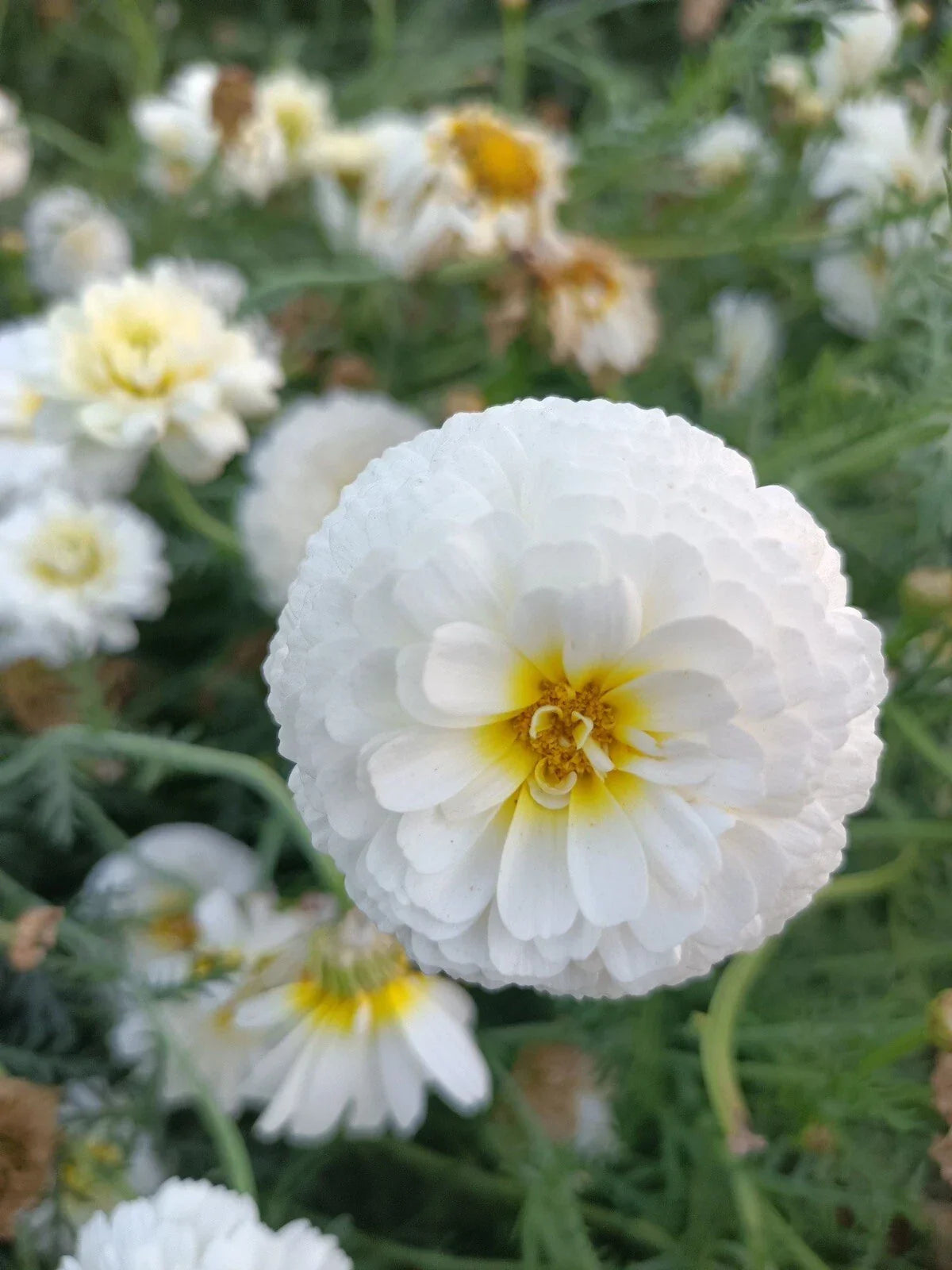 Moonlight Marigold Seeds - 30 Non-GMO Heirloom Tagetes erecta Large Double Bloom Garden Seeds