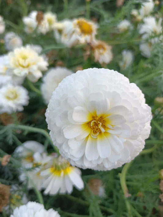 Moonlight Marigold Seeds - 30 Non-GMO Heirloom Tagetes erecta Large Double Bloom Garden Seeds