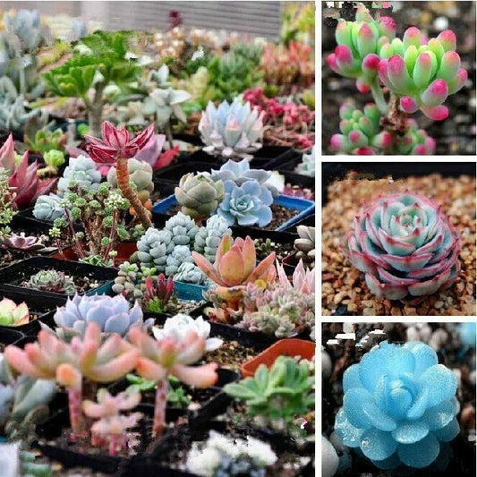 Mixed Succulent Seeds Pack - 100 Varieties for Indoor & Outdoor Gardening - Easy-to-Grow Succulent Plant Seeds