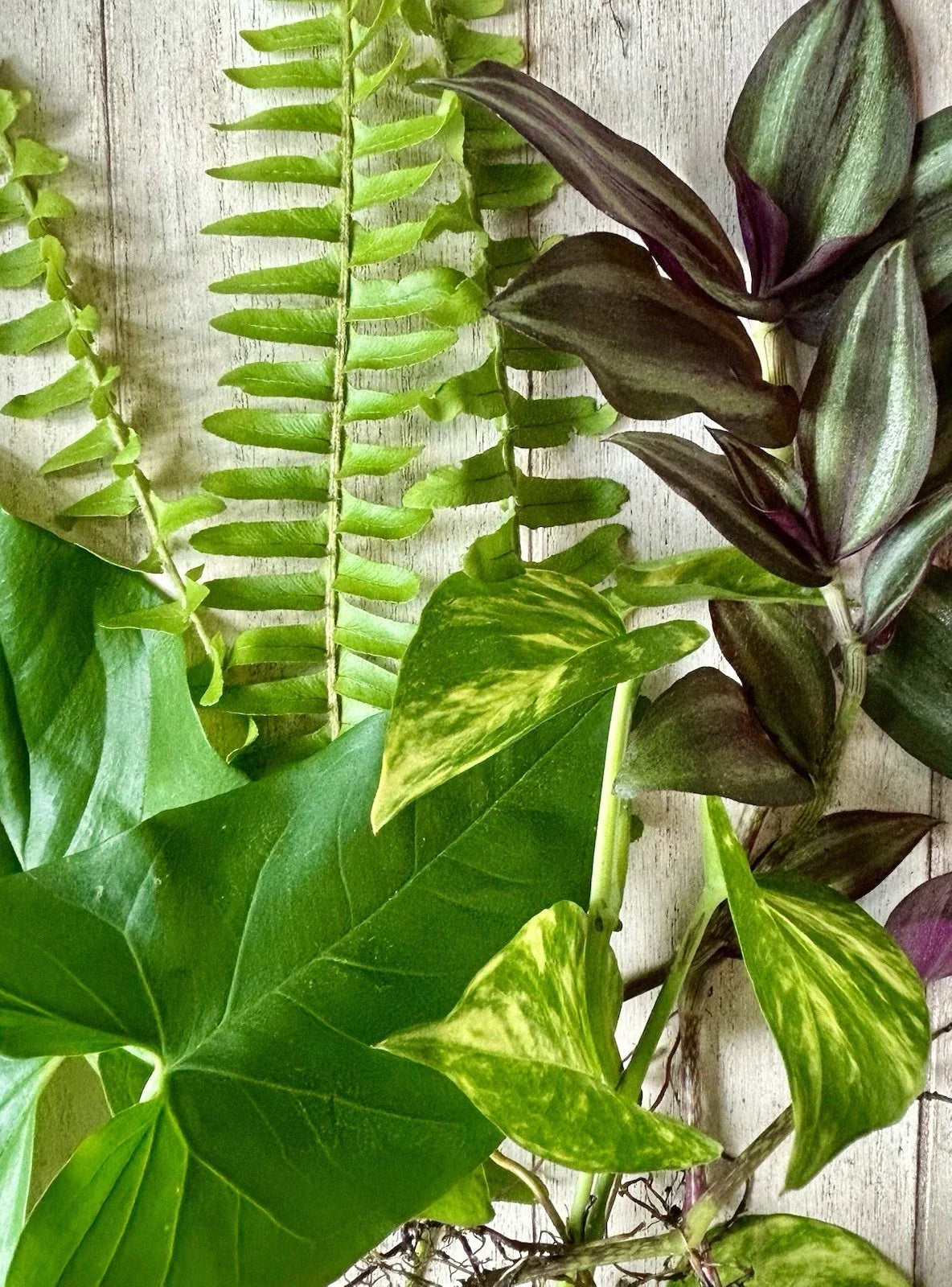 Assorted Plant Cuttings – 16 Rooted Healthy Varieties for Propagation & Gardening – Perfect for Plant Enthusiasts