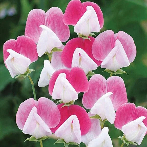 Painted Lady Sweet Pea Seeds - Pack of 200, Fragrant Climbing Flowers, Lathyrus odoratus, Pink, Lavender & White Blooms