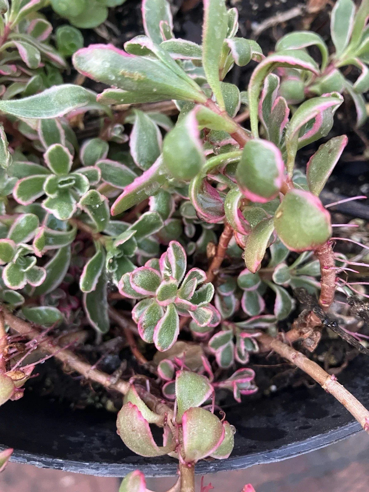 Sedum Plants - Six Rooted Sedum Spathulifolium 'Tricolor' - Colorful Variegated Foliage - Drought-Tolerant Ground Cover