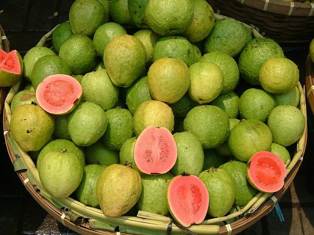 Pink Guava Seeds - Pack of 10 - Psidium guajava Tropical Fruit Seeds for Home Gardening & Landscaping