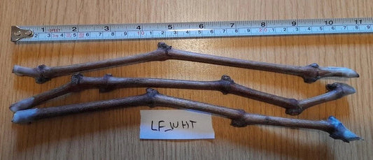 Grape Vines Cuttings - Ladyfingers White Variety - 3 Plant Set - Vitis vinifera Fruit-Bearing Clones for Vineyard & Garden
