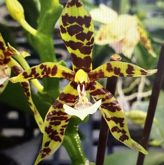 Orchid Plant Division - Bare Root Surprise Orchid - Unique Variety for Indoor Garden, No Pot or Tag
