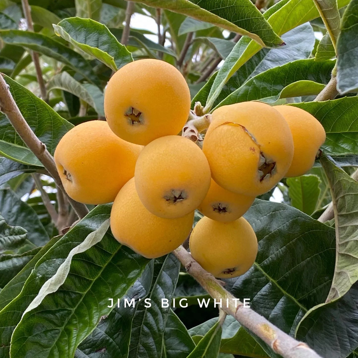 Big Jim White Loquat Scions - 3 Grafting Cuttings Eriobotrya japonica Sweet Fruit