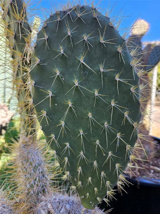 Opuntia megasperma var. mesophytica Pad Cutting | Galapagos Cactus Succulent Propagation Plant