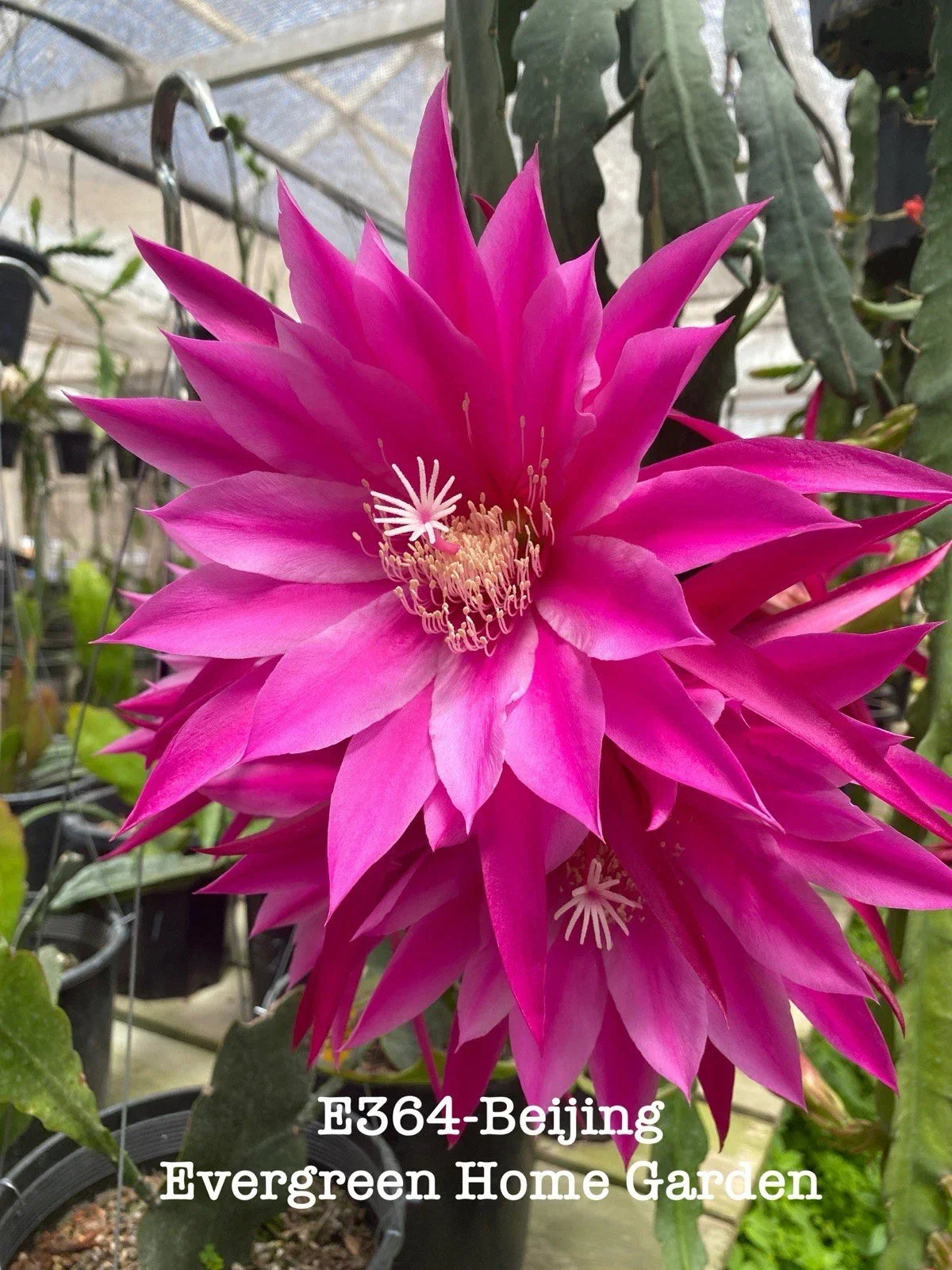 Rooted Epiphyllum Orchid Cactus "Beijing" 4-Inch Starter Pot Tropical Houseplant Easy Care Unique Color