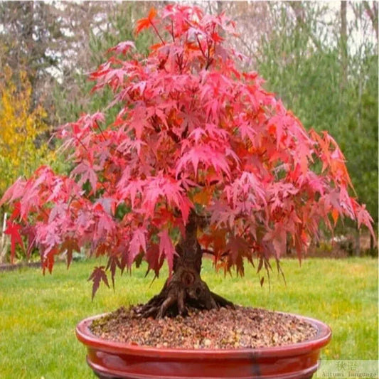 Japanese Red Maple Tree Bonsai Seeds - Acer palmatum, Rare Indoor & Outdoor Plant for Garden and Bonsai Enthusiasts