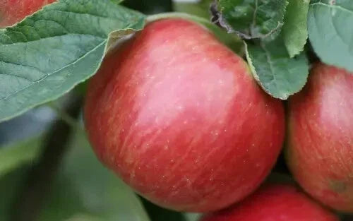 Idared Apple Seeds - 25+ Fruit Tree Seeds for Home Garden, Malus domestica 'Idared'