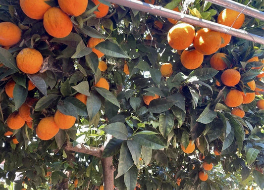 Orange Tree Cuttings for Rooting and Grafting, Citrus sinensis, Fresh Fruit Tree Propagation