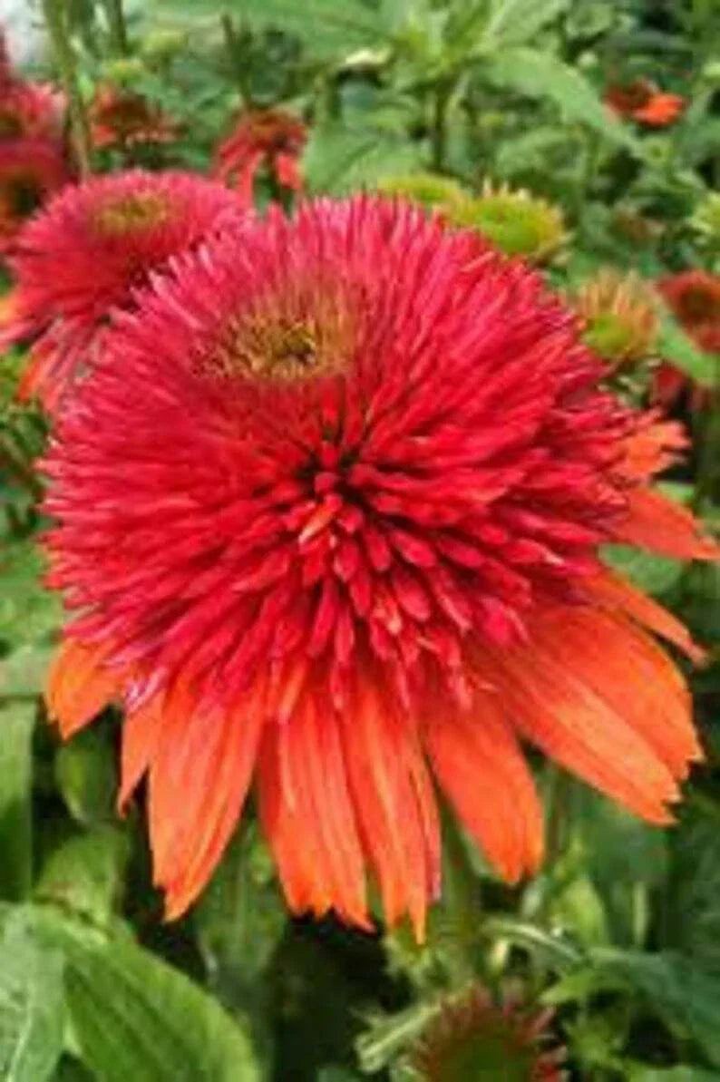 Double Orange Coneflower Seeds - Echinacea purpurea - Perennial Flowers for Garden, Borders & Cut Flowers - 50 Pack