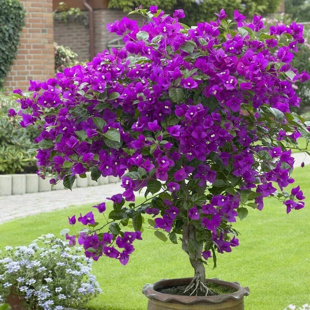 Violet Bougainvillea Starter Plant - Small Well-Rooted Bougainvillea glabra for Indoor & Outdoor Gardens