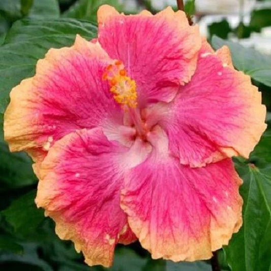 Hibiscus Seeds 20 Pack Pink Orange Perennial Tropical Flowers Hibiscus rosa-sinensis for Garden, Container, Border