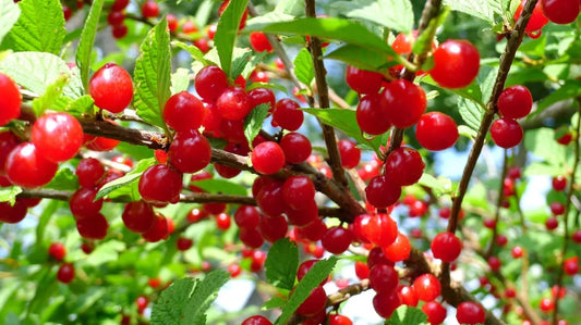 Nanking Cherry Seeds - 10 Pack - Edible Fruit Bush Prunus tomentosa - Deciduous Shrub for Garden, Orchard, Landscaping