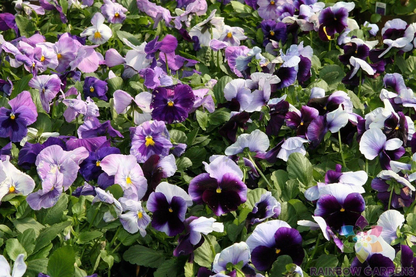 Delta Beaconsfield Pansy Seeds - 200+ Pack, Viola x wittrockiana, Blue & Purple, Garden Flowers, Annual, Full Sun to Partial Shade