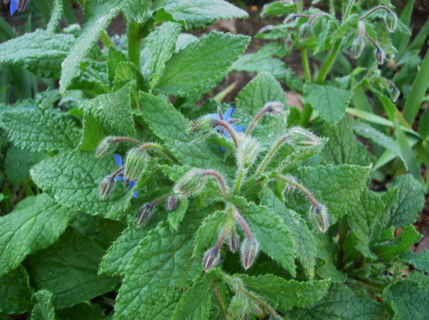 Borage Seeds 250+ | Organic Herb Seeds for Garden | Borago officinalis Blue Star Flowers Pollinator Attractant