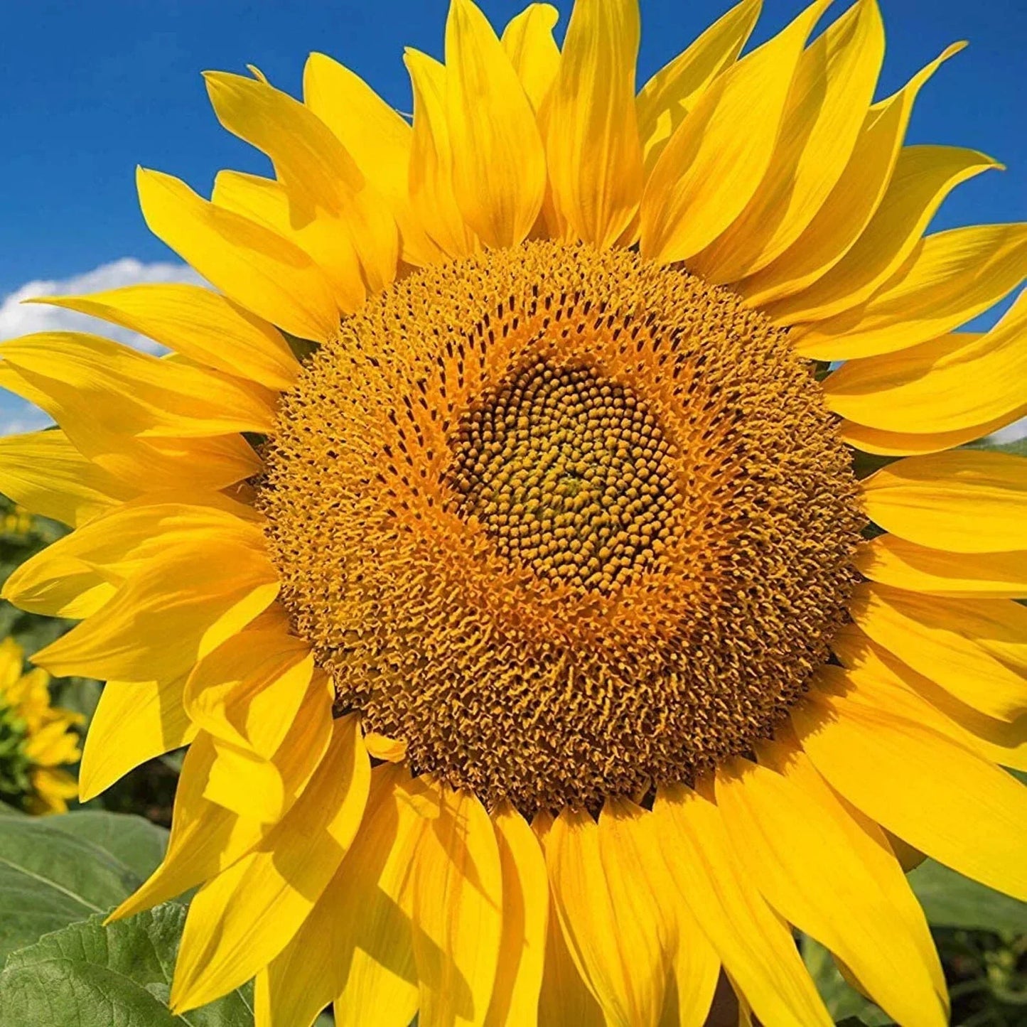 Giant Yellow Sunflower Seeds Pack - Helianthus annuus Competition Beauty Variety for Garden, Cut Flowers & Pollinator Attraction