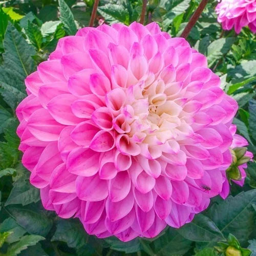 Princess Gracias Dahlia Seeds – Perennial Flower Seeds with Vibrant Pink, Red & Orange Blooms – Dahlia pinnata, 25 Seeds Pack