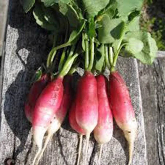 Heirloom Radish Seeds - French Breakfast Variety, Non-GMO, 1000 Seeds for Home Gardening, Fast-Growing Raphanus sativus