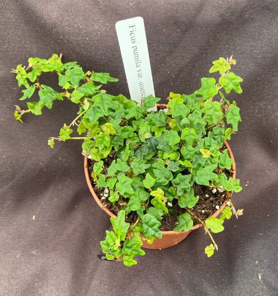 String of Frogs Plant in 3" Pot, Ficus pumila quercifolia, Indoor Trailing Houseplant, Easy Care, Air-Purifying Succulent