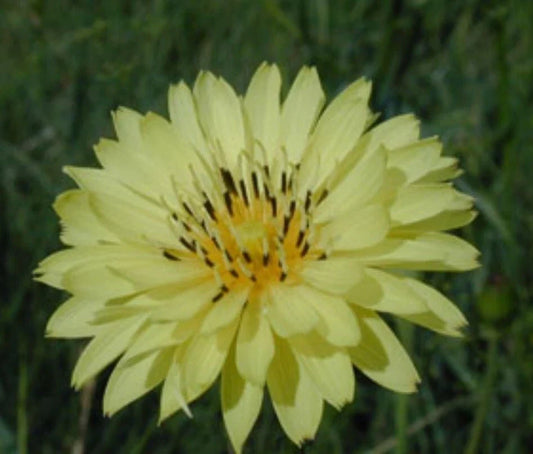 Organic False Dandelion Herb Seeds 50+ Hypochaeris radicata Non-GMO Heirloom Wildflower Garden Plant
