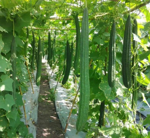 Luffa Gourd Seeds – Ridged Loofah Sponge, Chinese Okra, Luffa acutangula, Climbing Vine, Non-GMO, Pack of 10+ Seeds